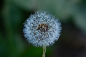 Cap of fosdushny parachutes of dandelion field