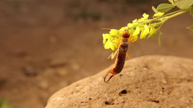 Macro of the European earwig climbing a yellow flower.
Earwigs will use their pincers to defend themselves.
Closeup insect on flowers.
close up insects, bugs, bug
animals, animal, wildlife wild nature