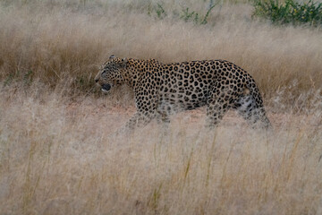 Leopard Africa