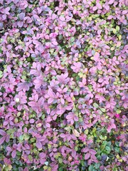 Obraz premium pink flowers in the garden