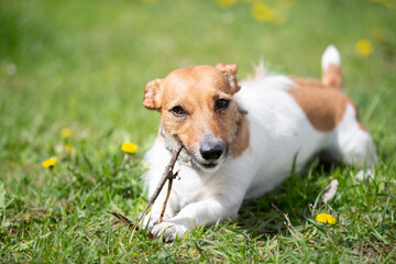 Funny dog jack russell breed plays with a stick on the summer lawn. Beautiful dog in nature.