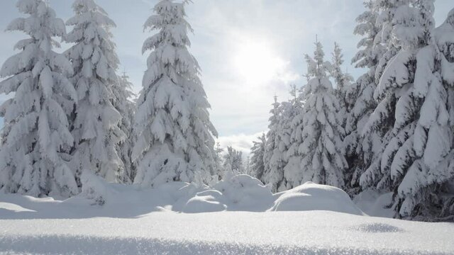 Sun shines over a snow-covered forest winter landscape with trees