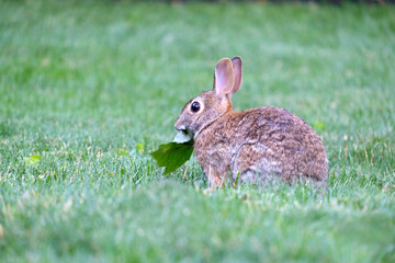 Closeup of a Eastern Cottontail Rabbit Feeding on a Maple Leaf in a Backyard