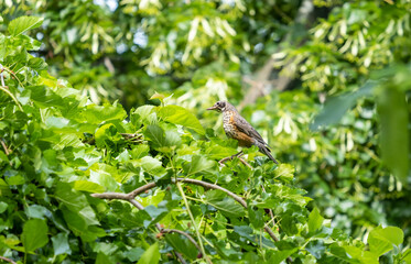 Closeup of a Young Robin Sitting on a Tree