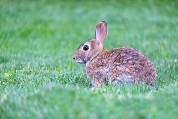 Closeup of a Eastern Cottontail Rabbit Sitting on Grass in a Backyard