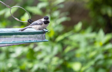 A Black Capped Chickadee Sitting on a Feeding Tray Staring into the Camera