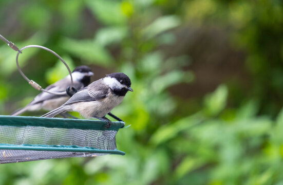 Two Black Capped Chickadees Sitting on a Feeding Tray 