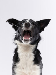 funny crazy dog. smooth-haired black and white Border Collie with curve muzzle