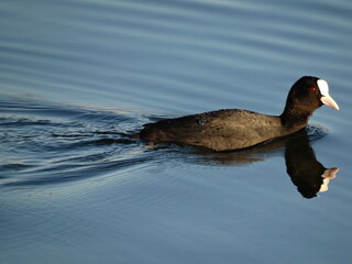 bald-coot Eurasian coot, Fulica atra, on the lake
