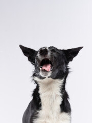 funny crazy dog. smooth-haired black and white Border Collie with curve muzzle