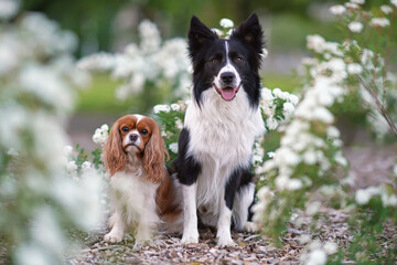 Black and white Border Collie dog and Blenheim Cavalier King Charles Spaniel dog posing together outdoors sitting on a ground near blooming white Thunberg Spirea shrubs in summer