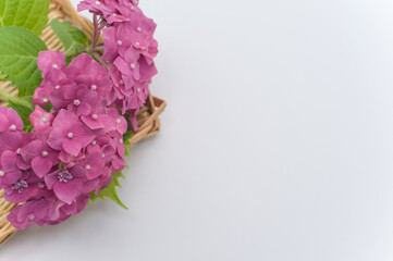 lilac flowers in a canister on white background