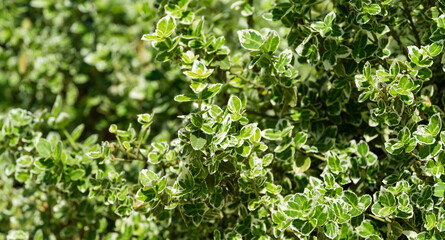 Obraz premium Euonymus fortunei 'Emerald Gaiety' with variegated green and white leaves. Elegant background. Fortune's spindle or winter creeper in Public landscaped city park Krasnodar or 'Galitsky park'