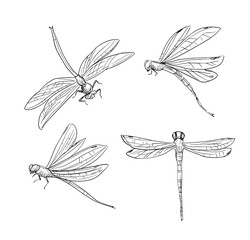 Hand drawn dragonfly. Set sketch vector illustrations. Black ioutline solated on white background