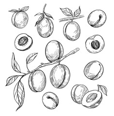 Apricot vector drawing set. Hand drawn fruit, branch and sliced pieces. Sketch style illustration.