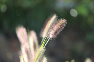 Fototapeta premium 강아지풀