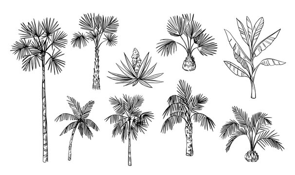 Palm trees set.  Black line silhouette isolated on white background. Vector sketch illustration.
