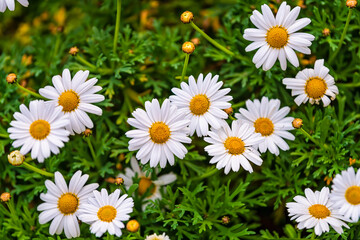 Fototapeta premium Kyoto residential neighborhood in spring with many white and yellow daisy flowers along Takase river canal in April in Japan