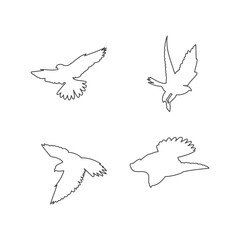 Falcon logo design template, icon illustration