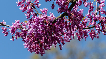 Pink flowers on Branch of Eastern Redbud or Eastern Redbud Cercis canadensis against background of blue spring sky. Selective focus. Close-up of rose flowers of Judas tree. Nature concept for design.