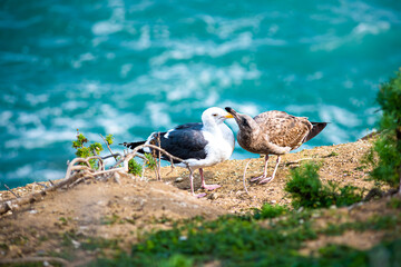 Obraz premium Two different seagulls, white and brown, playing grooming showing affection on a cliff by the ocean in La Jolla cove, San Diego, California