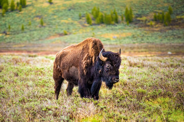 One sad bison looking down grazing in prairie valley field in Yellowstone National Park standing
