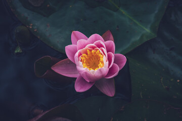 Pink lotus flower or water lily in water top view - obrazy, fototapety, plakaty