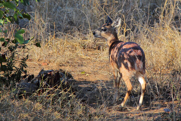 Sharpe-Greisbock / Sharpe's grysbok / Raphicerus sharpei