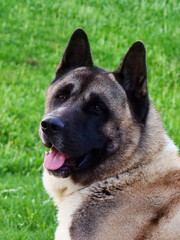 American Akita dog head close-up. Sunny day