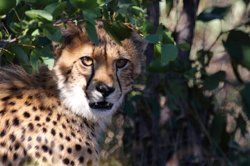 Gepard / Cheetah / Acinonyx jubatus.