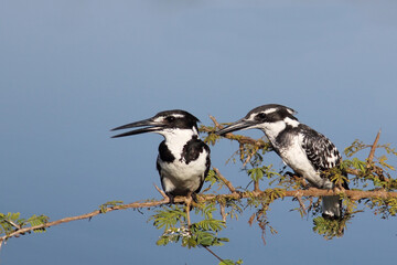 Graufischer / Pied kingfisher / Ceryle rudis