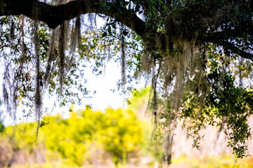 Southern live oak tree branch and hanging Spanish moss in wind in Paynes Prairie Preserve State...