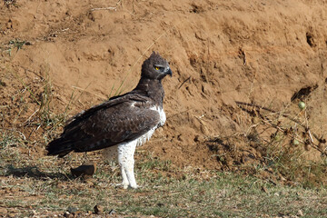 Kampfadler / Martial eagle / Polemaetus bellicosus