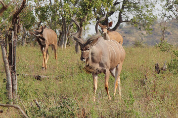 Großer Kudu / Greater kudu / Tragelaphus strepsiceros...