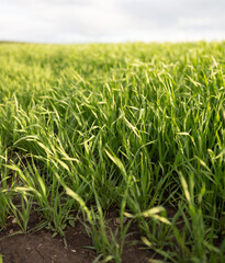 green plants in field close up