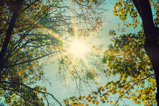 Sun Pushing Through A Varicoloured Leaves. Concept Autumn, Fall Composition.autumn Trees