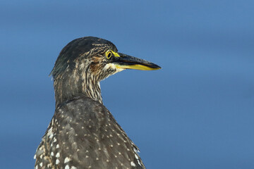 Fototapeta premium Mangrovenreiher / Green-backed heron / Butorides striatus