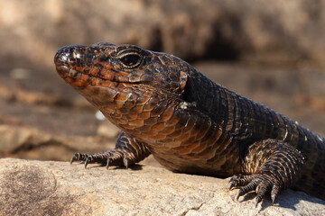 Felsen-Schildechse / Giant plated lizard / Gerrhosaurus validus