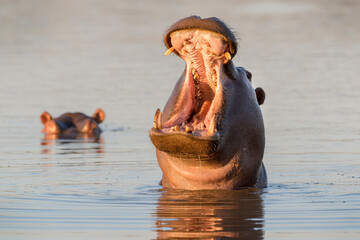 Hippopotamus (Hippopotamus amphibius) yawning in water, Kruger National Park, South Africa.
