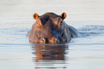 Hippopotamus (Hippopotamus amphibius) in water looking at camera, Kruger National Park, South Africa.