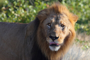 Afrikanischer Löwe / African lion / Panthera leo.