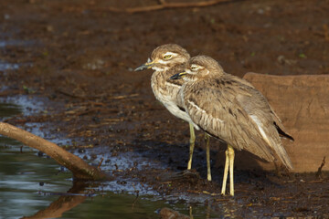 Wassertriel / Water thick-knee / Burhinus vermiculatus.