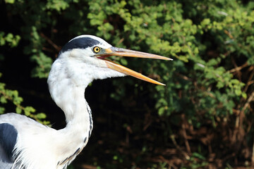Afrikanischer Graureiher / Grey heron / Ardea cinerea