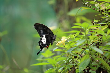 Fototapeta premium Black and Blue Butterfly
