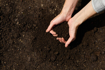 Close up hands holding sapling of young plants. Concept nature conservation. Hands Planting Young Tree Top View. Female hand holding sprout on nature field grass Forest conservation