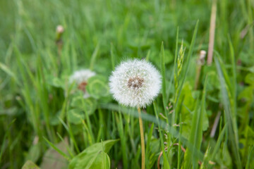 A lonely dandelion stands on a green field surrounded by fresh grass