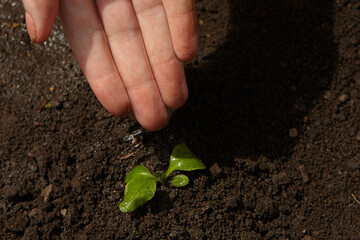 Close up hands holding sapling of young plants. Concept nature conservation. Hands Planting Young Tree Top View. Female hand holding sprout on nature field grass Forest conservation