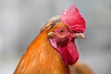 Closeup of a rooster head against the back gray blurred background