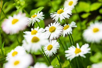 Obraz premium Beautiful daisies closeup of daisies. Field of wildflowers