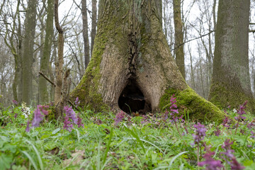 A tree with a large hollow or tree hole at the bottom in the springtime